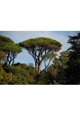 Sosna pinia pinus pinea 60-80cm C2