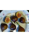 Figa figowiec sadzonki owocują 60-80cm C2