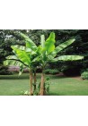Bananowiec Musa Dajiao owocuje 100-120cm C2