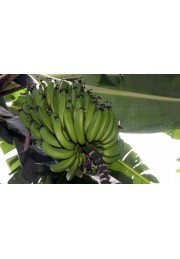 Bananowiec Musa Dajiao owocuje 100-120cm C2