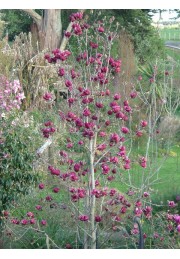 Magnolia GENIE piękne bordowe kwiaty P9
