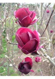 Magnolia GENIE piękne bordowe kwiaty P9