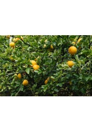 Pomarańcza Trójlistkowa poncyria sadzonki P9