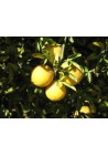 Pomarańcza Trójlistkowa poncyria sadzonki P9