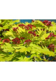 Klon shirasawy Jordan 50-70cm C2