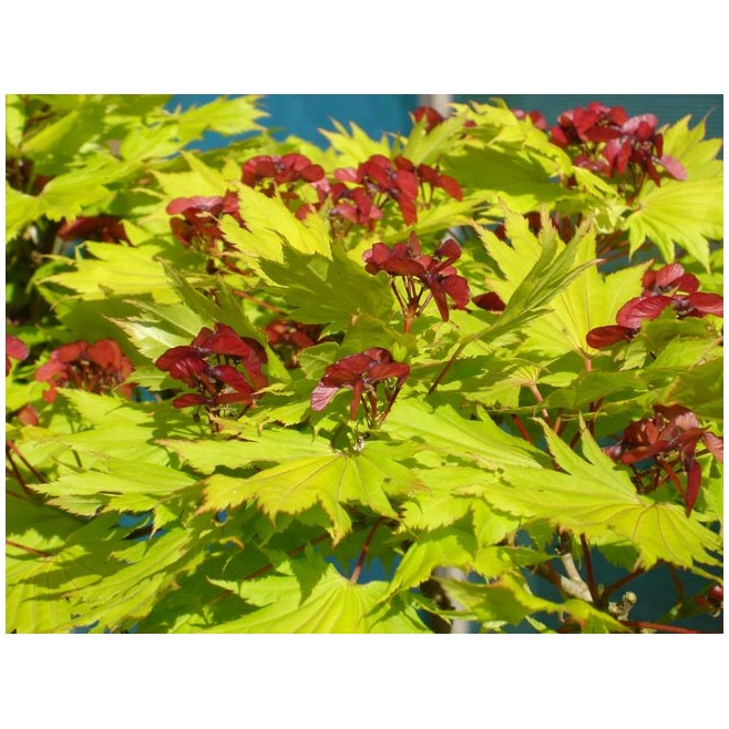 Klon shirasawy Jordan 50-70cm C2