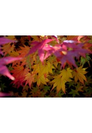 Klon shirasawy Jordan 50-70cm C2