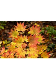 Klon shirasawy Jordan 50-70cm C2