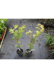 Klon shirasawy Jordan 50-70cm C2