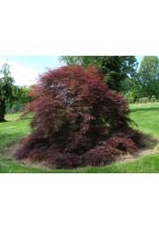 Klon palmowy Tamukeyama PA 100-120cm C2