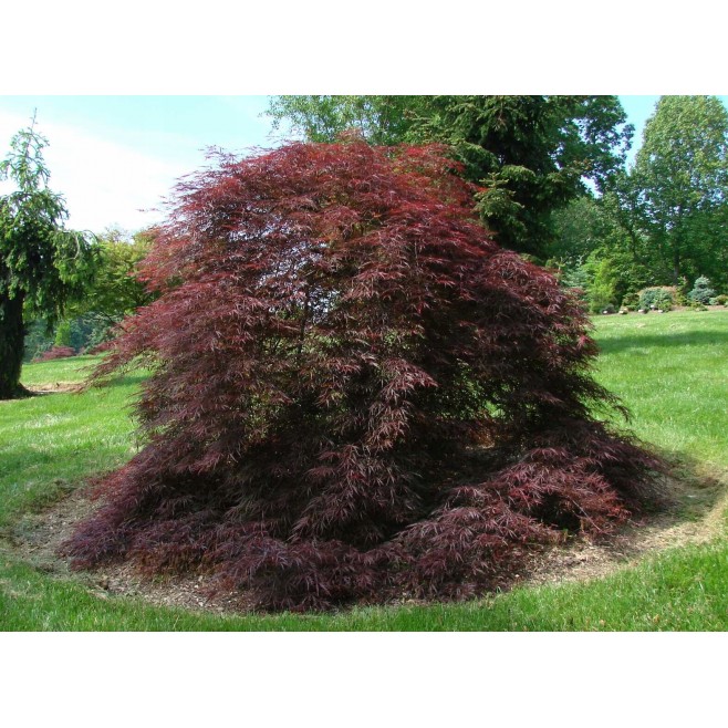 Klon palmowy Tamukeyama PA 100-120cm C2