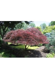 Klon palmowy Tamukeyama PA 100-120cm C2