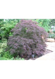 Klon palmowy Tamukeyama PA 100-120cm C2