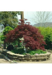 Klon palmowy Tamukeyama PA 100-120cm C2