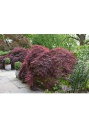 Klon palmowy Crimson Queen PA 70-90cm C2