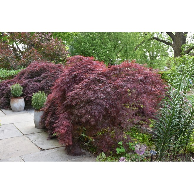 Klon palmowy Crimson Queen PA 70-90cm C2