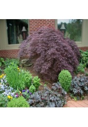 Klon palmowy Crimson Queen PA 70-90cm C2