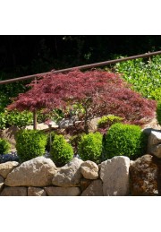 Klon palmowy Crimson Queen PA 70-90cm C2