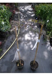 Klon palmowy Crimson Queen PA 70-90cm C2