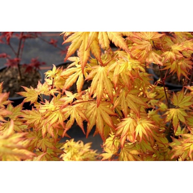 Klon palmowy Orange Dream 60-80cm C2