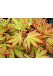 Klon palmowy Orange Dream 60-80cm C2