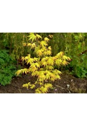 Klon palmowy Orange Dream 60-80cm C2