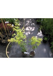 Klon palmowy Orange Dream 60-80cm C2