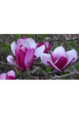 Magnolia Cameo sadzonki P9