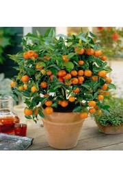 Kalamondyna calamondin sadzonka PA 40-60cm C2
