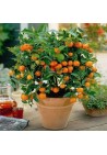 Kalamondyna calamondin sadzonka PA 40-60cm C2