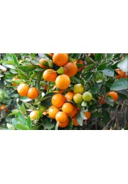 Kalamondyna calamondin sadzonka PA 40-60cm C2