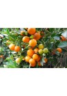 Kalamondyna calamondin sadzonka PA 40-60cm C2
