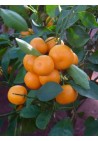 Kalamondyna calamondin sadzonka PA 40-60cm C2