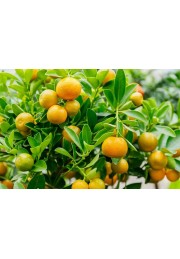 Kalamondyna calamondin sadzonka PA 40-60cm C2