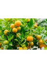 Kalamondyna calamondin sadzonka PA 40-60cm C2