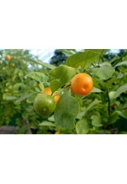 Kalamondyna calamondin sadzonka PA 40-60cm C2