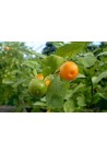 Kalamondyna calamondin sadzonka PA 40-60cm C2