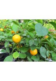 Kalamondyna calamondin sadzonka PA 40-60cm C2