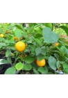 Kalamondyna calamondin sadzonka PA 40-60cm C2
