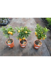 Kalamondyna calamondin sadzonka PA 40-60cm C2