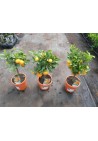 Kalamondyna calamondin sadzonka PA 40-60cm C2