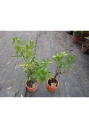 Kalamondyna calamondin sadzonka PA 40-60cm C2
