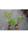 Kalamondyna calamondin sadzonka PA 40-60cm C2