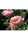 Piwonia drzewiasta różowa - jasny róż P14