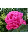 Piwonia drzewiasta różowa - ciemny róż P14