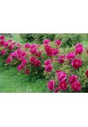 Piwonia drzewiasta różowa - ciemny róż P14
