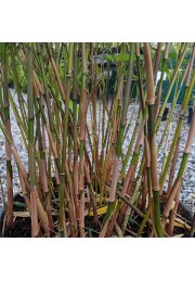 Bambus fargezja szorstka Asian Wonder 20-40cm P14