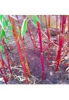 Bambus fargezja szorstka Asian Wonder 20-40cm P14
