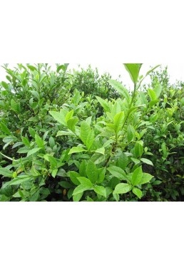 Herbata chińska camellia sinensis C1