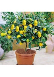 Cytryna zwyczajna Lemon Lover 40-60cm C2
